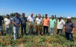 CHP’li Sarıbal’dan Domates ve Karpuz Üreticisi İçin Çağrı : “Çiftçi Zarar İçinde, Destek Şart”