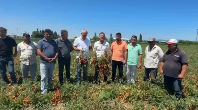 CHP’li Sarıbal’dan Domates ve Karpuz Üreticisi İçin Çağrı : “Çiftçi Zarar İçinde, Destek Şart”