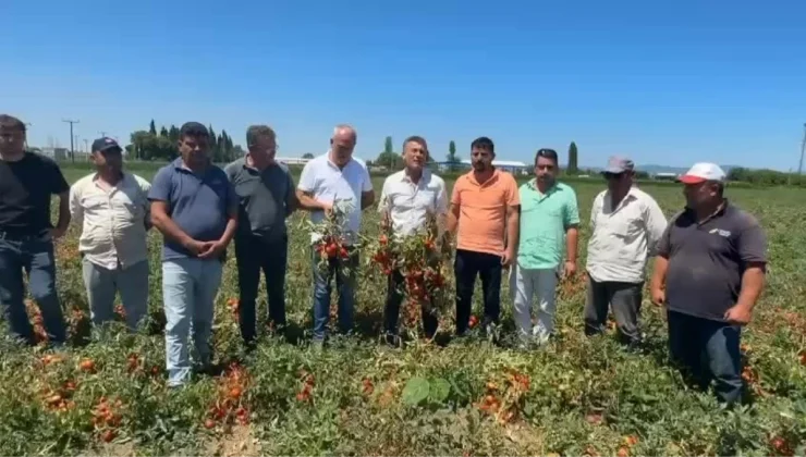 CHP’li Sarıbal’dan Domates ve Karpuz Üreticisi İçin Çağrı : “Çiftçi Zarar İçinde, Destek Şart”