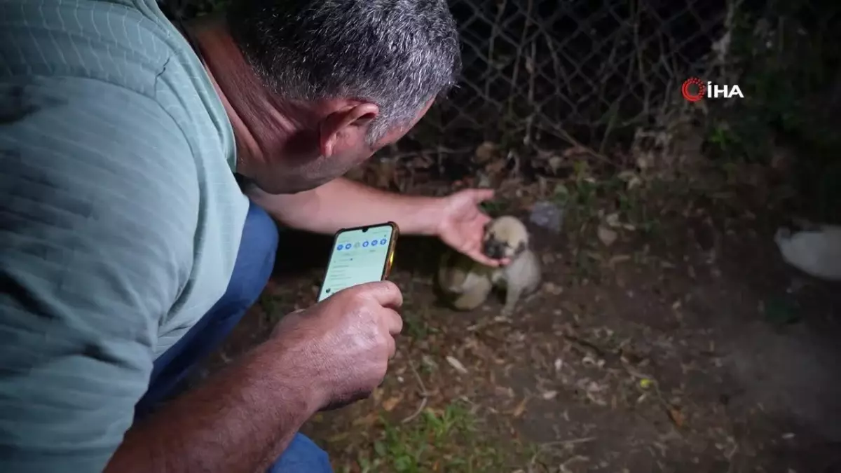 Hayvansever Aile, Terk Edilen Yavru Köpeklere Sahip Çıktı